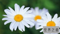 【图】世界上最与世无争的花 堪称花中隐士