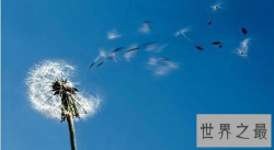 【图】世界上最勇敢的花 前路再坎坷也不放弃