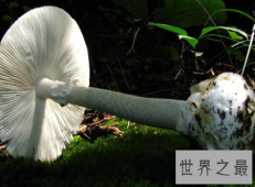 【图】死亡天使蘑菇野外捡到的蘑菇可不能瞎吃