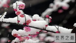 【图】世界上最顽强的花 寒冬盛开唯我独尊