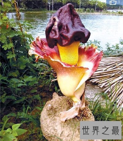 【图】尸臭花长什么样 美国培植尸臭花三年开一次