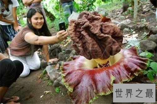 【图】尸臭花长什么样 美国培植尸臭花三年开一次