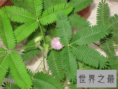 【图】含羞草有毒吗 答案看了让我一个爆笑