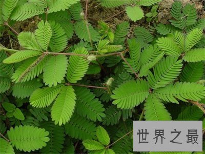 【图】含羞草有毒吗 答案看了让我一个爆笑