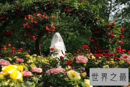 【图】月季花图片看着这个分得清月季和玫瑰么