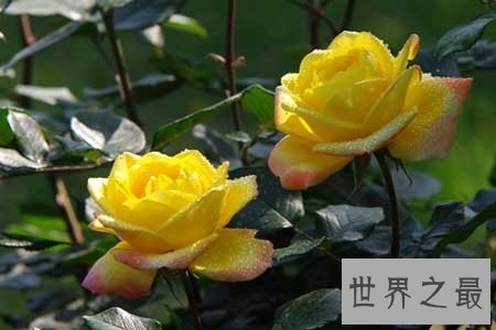 【图】月季花图片看着这个分得清月季和玫瑰么