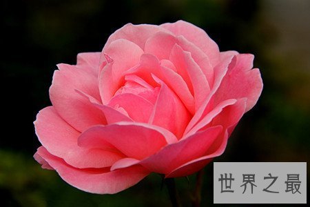 【图】月季花图片看着这个分得清月季和玫瑰么