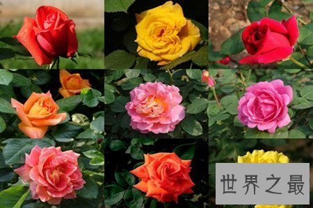 【图】月季花图片看着这个分得清月季和玫瑰么