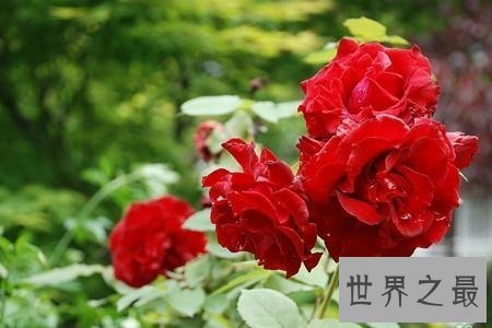 【图】月季花图片看着这个分得清月季和玫瑰么