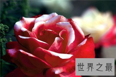【图】月季花图片看着这个分得清月季和玫瑰么