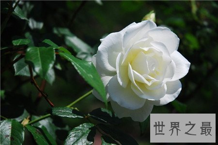 【图】月季花图片看着这个分得清月季和玫瑰么