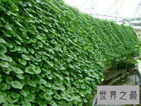 【图】金钱草图片看起来非常的养眼 在网上就可以搜到