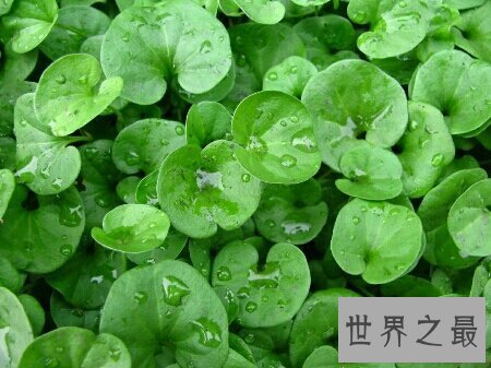 【图】金钱草图片看起来非常的养眼 在网上就可以搜到