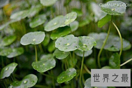 【图】金钱草图片看起来非常的养眼 在网上就可以搜到