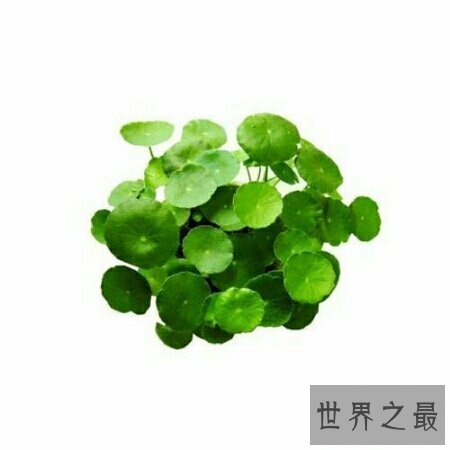 【图】金钱草图片看起来非常的养眼 在网上就可以搜到