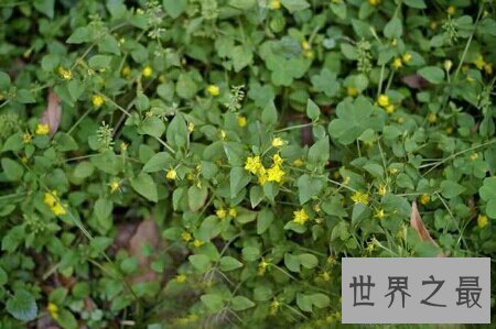 【图】金钱草图片看起来非常的养眼 在网上就可以搜到