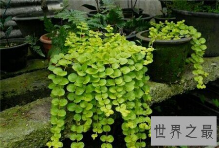 【图】金钱草图片看起来非常的养眼 在网上就可以搜到