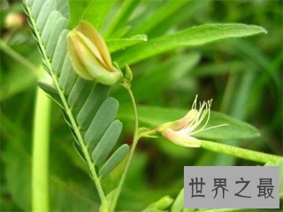 【图】夜关门这个名字听着这么神秘秘 究竟是个什么东