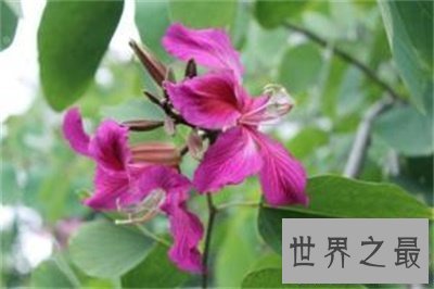 【图】夜关门这个名字听着这么神秘秘 究竟是个什么东