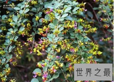 【图】夜关门这个名字听着这么神秘秘 究竟是个什么东