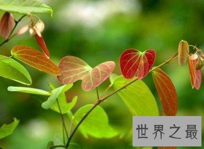 【图】夜关门这个名字听着这么神秘秘 究竟是个什么东