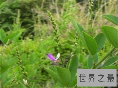 【图】夜关门这个名字听着这么神秘秘 究竟是个什么东