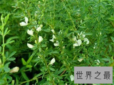 【图】夜关门这个名字听着这么神秘秘 究竟是个什么东