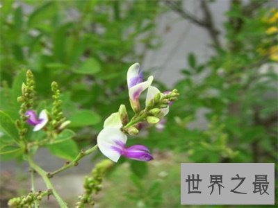 【图】夜关门这个名字听着这么神秘秘 究竟是个什么东