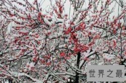 【图】早梅时常被很多人歌颂但是都被赋予不同的情怀