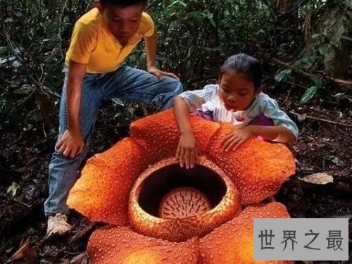 【图】世界上单朵最大的花 俗称食人花的大王花