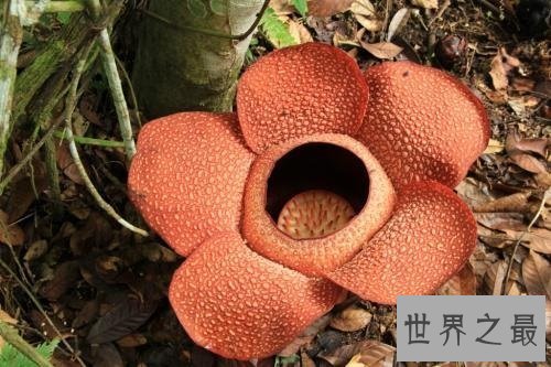 【图】世界上单朵最大的花 俗称食人花的大王花
