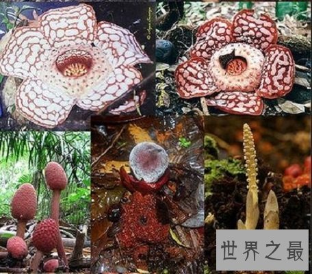 【图】世界上单朵最大的花 俗称食人花的大王花