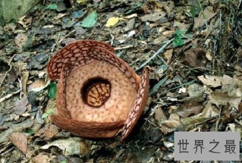 【图】世界上单朵最大的花 俗称食人花的大王花