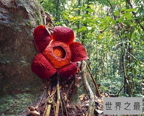 【图】世界上单朵最大的花 俗称食人花的大王花