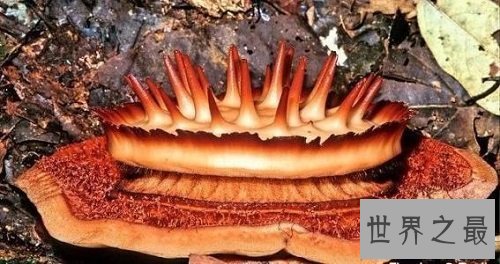 【图】世界上单朵最大的花 俗称食人花的大王花