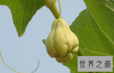 【图】一篇关于佛手瓜的功效与作用的文章推送给大家