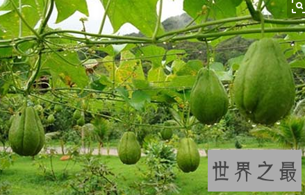 【图】一篇关于佛手瓜的功效与作用的文章推送给大家