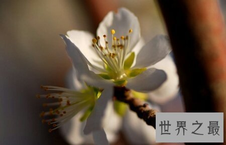 【图】青海花儿大全在网上非常的有名 可以来了解一下