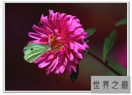 【图】青海花儿大全在网上非常的有名 可以来了解一下