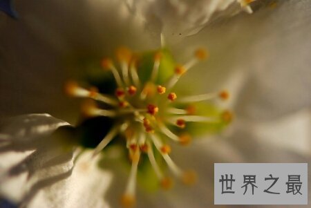 【图】青海花儿大全在网上非常的有名 可以来了解一下