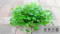 【图】世界上最奇特的草 但并没有那么神奇