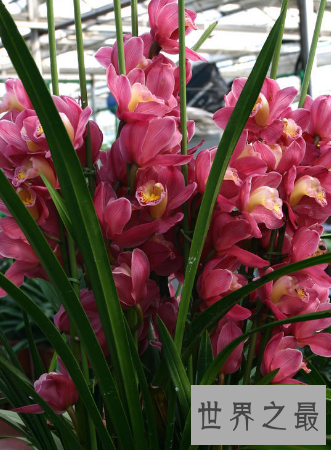 【图】是蕙兰不是杨蕙兰哦这种花应该如何来养