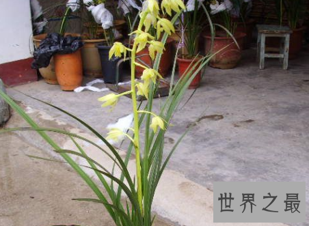 【图】是蕙兰不是杨蕙兰哦这种花应该如何来养