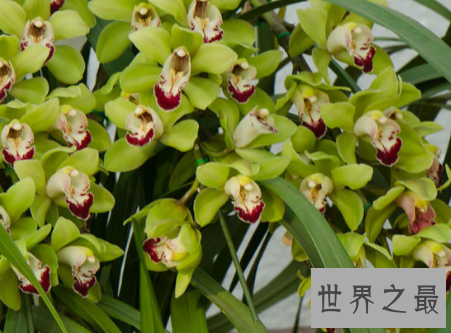 【图】是蕙兰不是杨蕙兰哦这种花应该如何来养