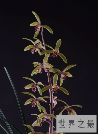 【图】是蕙兰不是杨蕙兰哦这种花应该如何来养