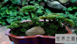 【图】世界上最有趣的草 堪称九死还魂草