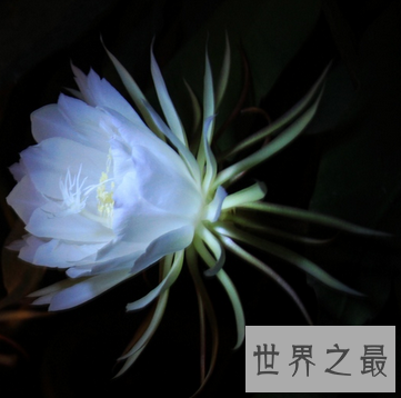 【图】 春天快要过去了 你还是不知道十大名花是什么吗