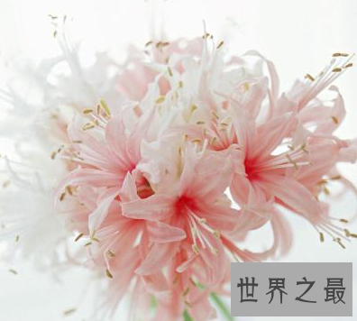 【图】 春天快要过去了 你还是不知道十大名花是什么吗