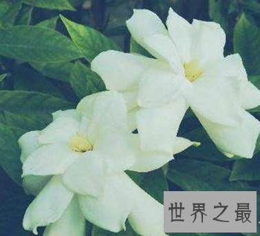 【图】 春天快要过去了 你还是不知道十大名花是什么吗