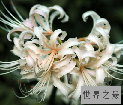 【图】 春天快要过去了 你还是不知道十大名花是什么吗